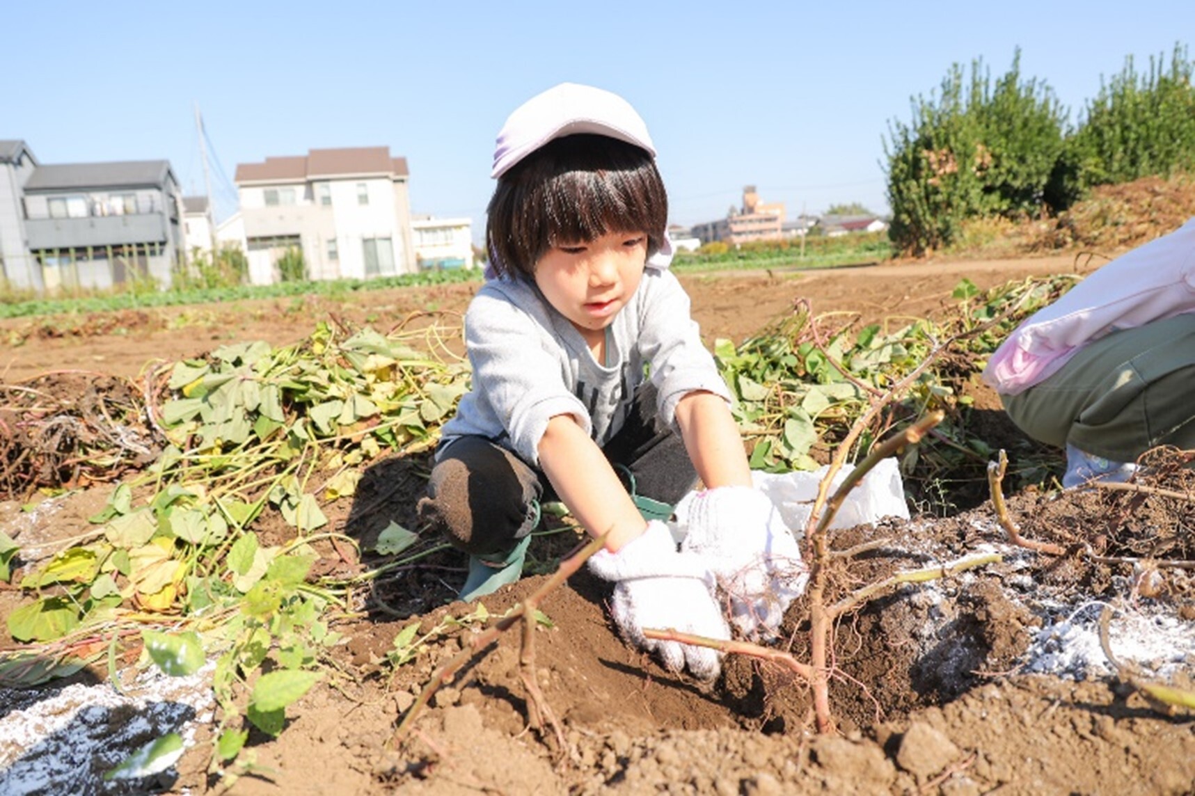 11月　芋ほり