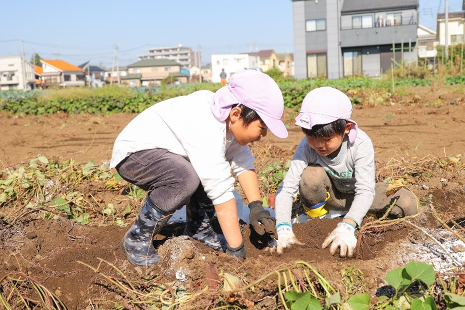 2023年11月１日　芋ほり（5歳児：ひまわり組）