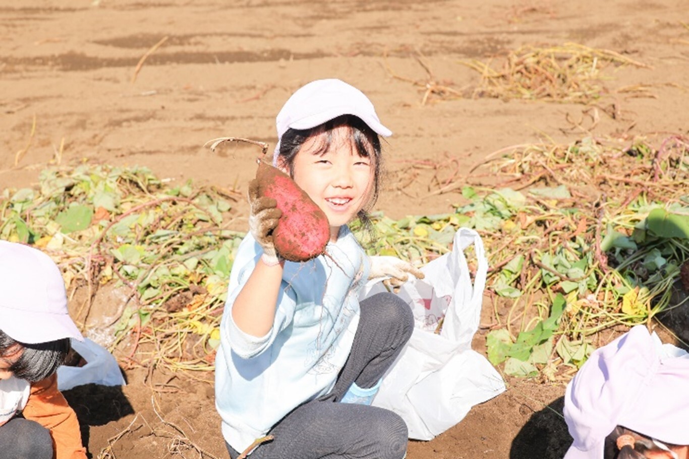 2023年11月１日　芋ほり（5歳児：ひまわり組）