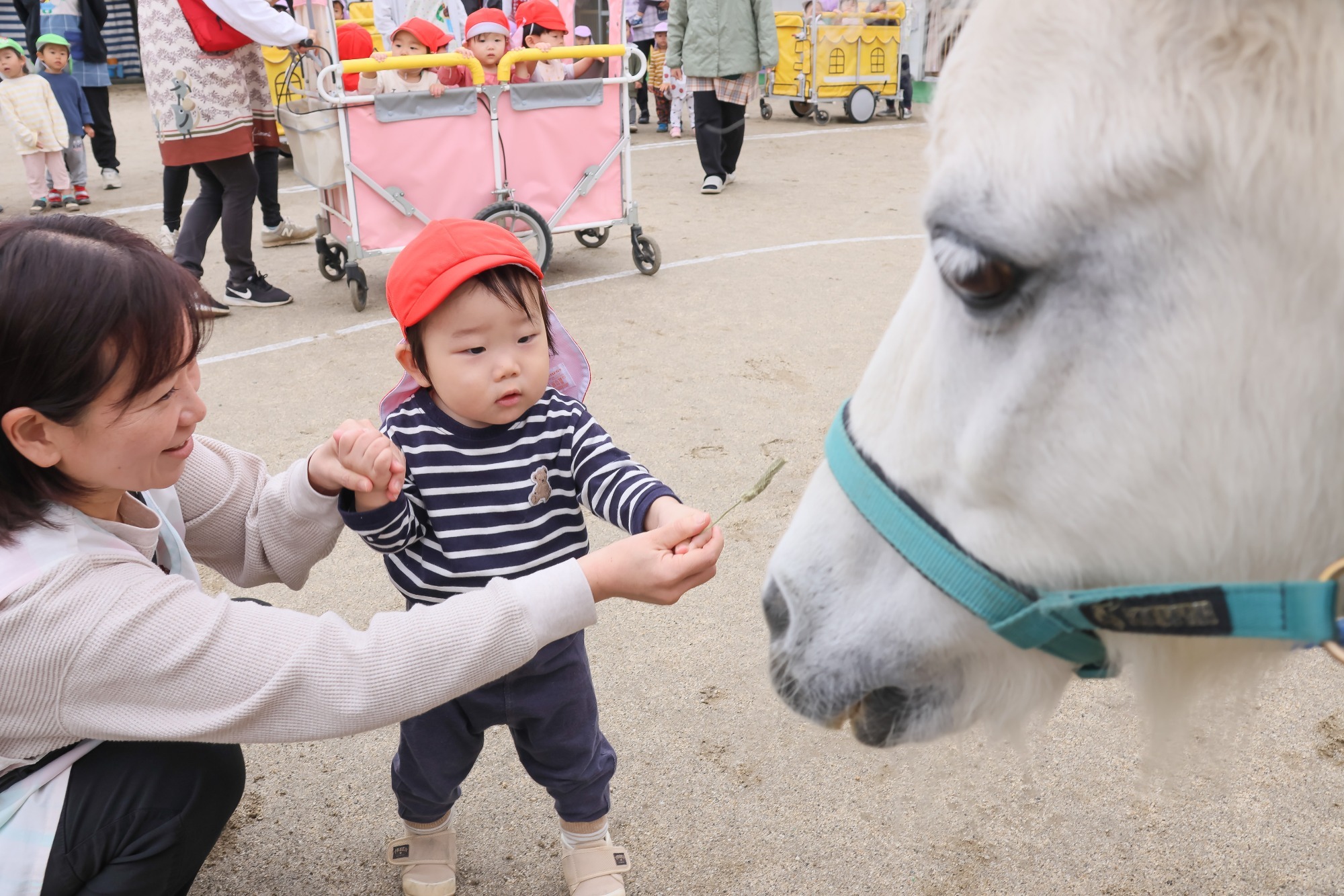 2023年11月16日 交通安全指導(幼児組)